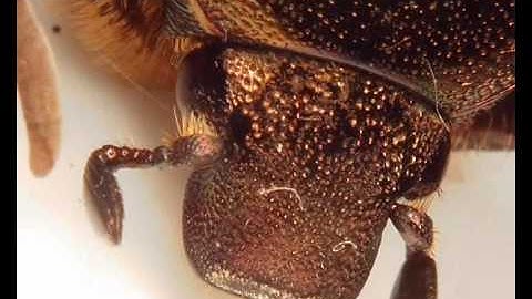 Hirox 3D digital microscopy: compilation of bug / insect videos - entomology