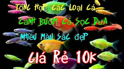 cá cảnh 5 loại cá, cánh buồm, nhiều màu đủ sắc,và cá sọc dưa đẹp xinh,giá rẻ mà đẹp trên thị trường