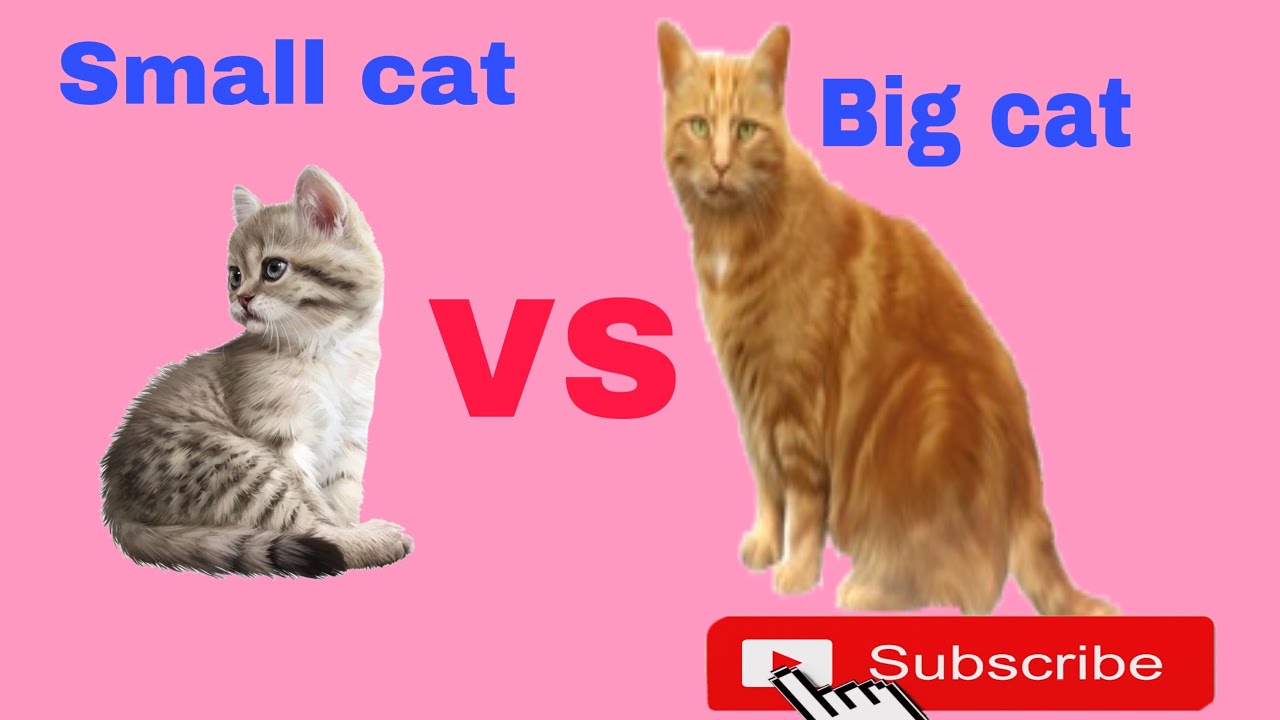 Small cat v/s big cat wrestling - YouTube