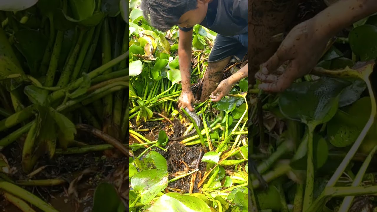 Trending Hand Fishing Video. Village Shorts Video. Big Fish Fishing Video 