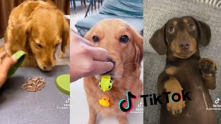 Videos graciosos de Animales ❤ TikTok Compilación #21