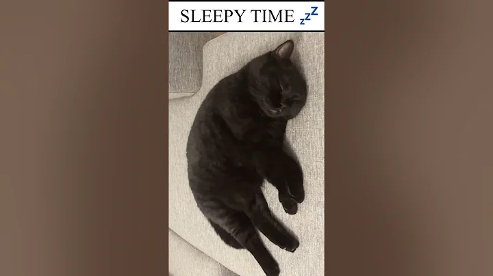 Video 5740601: sleepy british shorthair