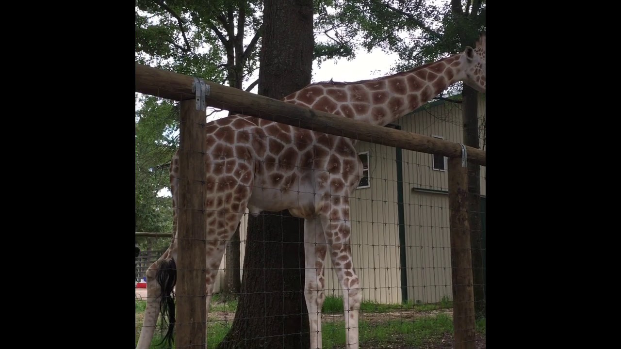 Safari park South Carolina YouTube