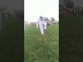 Tiger jump #funny #viralvideo