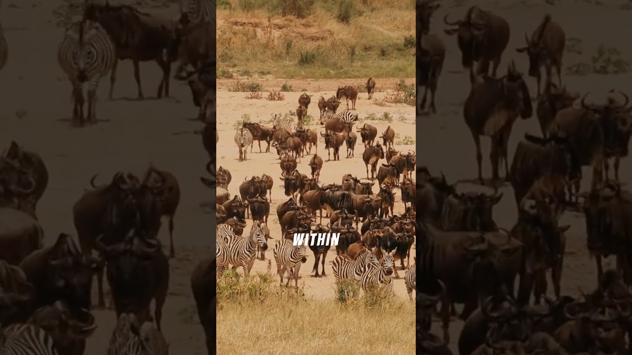 When Cattle Meet Wildlife: A Heartbreaking Choice 