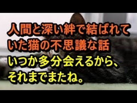 【衝撃的にイイ話】人間と深い絆の猫