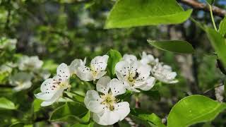 Spring 2026 Orchard Bloom WALKABOUT