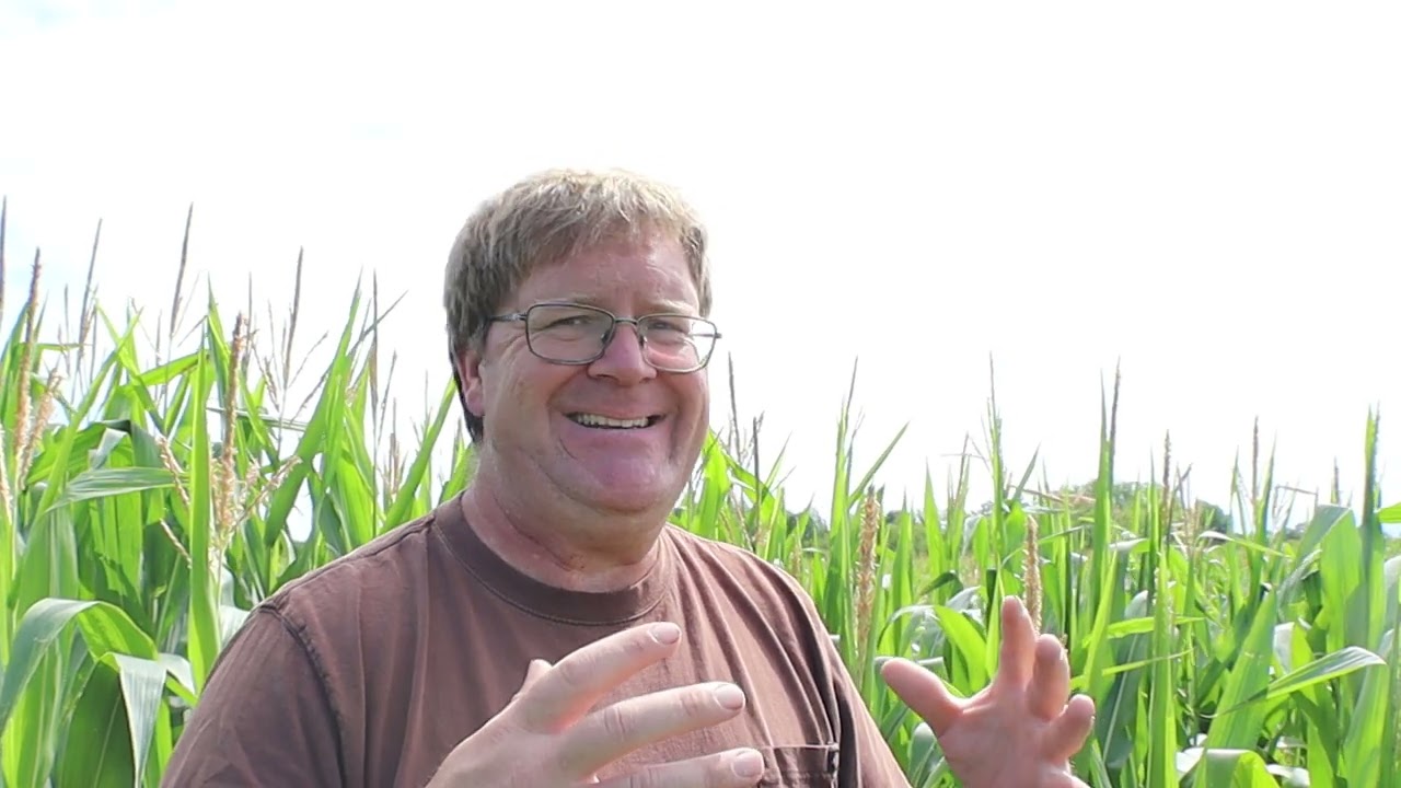 Foliar feed corn results