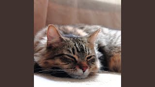 Rainfall's Melody for Felines