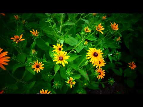 Видео: Растение Black Eyed Susan Vine: как ухаживать за Black Eyed Susan Vines