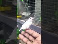 normal white finch chick❤️❤️❤️❤️❤️