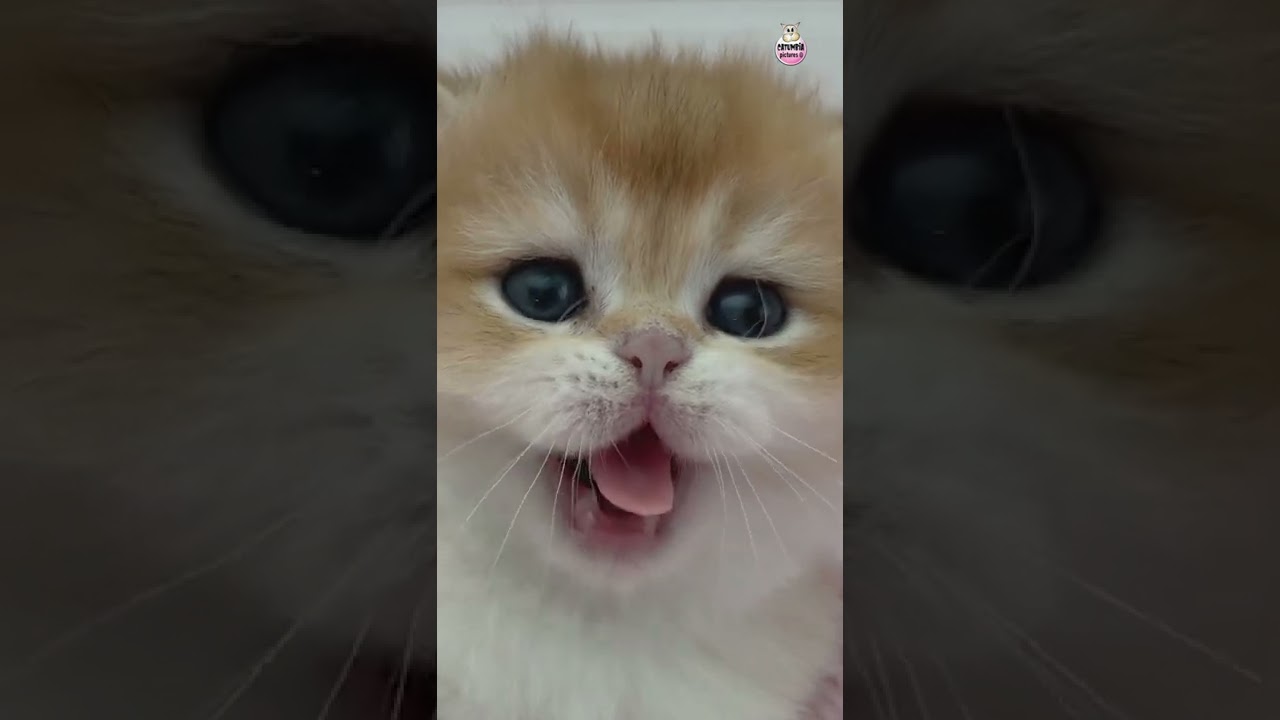 Cute Golden Kitten Yawning! That Will Melt Your Heart!