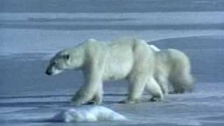 Ours polaire - victime du changement climatique