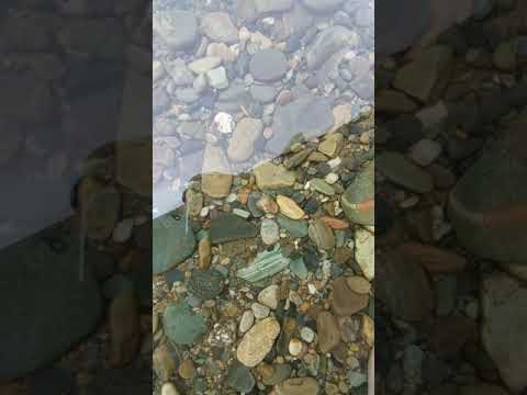 Sculpin fish hidden