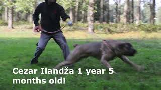 Serbian defense dog Cezar Ilandža 1 year 5 months old! by KENNEL OF SERBIAN DEFENSE DOG 1,964 views 1 year ago 36 seconds