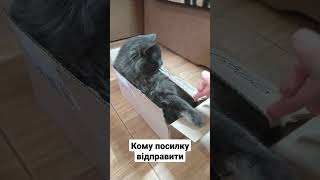 Кому посилку відправити?😹#cat #catlover #коты #кот #мяу #приколы