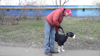Дрессировка щенка дога. http://www.dogclass.ru/ Дрессировка щенка дога. http://www.dogclass.ru/