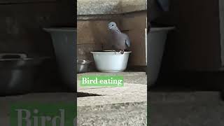 Bird Scared If Eat Or Not Jimmychannel