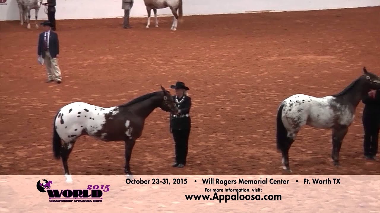 Appaloosa Heritage – Appaloosa News