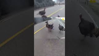 Deputy vs Turkeys Showdown! 😂