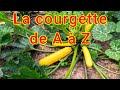 La courgette de a  z  guide de culture complet 2024