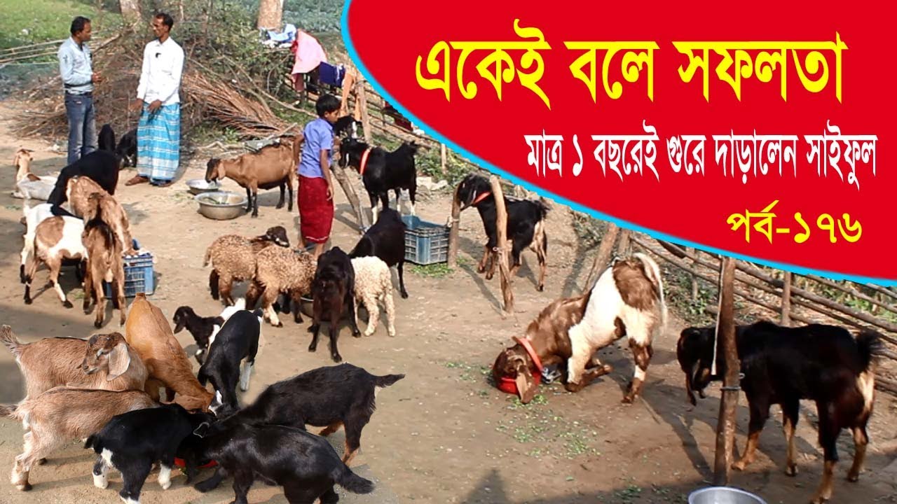 ছাগল পালন করে ২টি মেয়ে কে বিয়ে দিয়েছি এবং কিনেছি মটর সাইকেল । Goat Farming - রাখাল বন্ধু