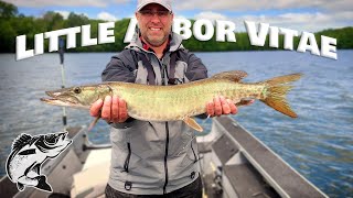 Nearly Every Species on Little Arbor Vitae Lake, WI