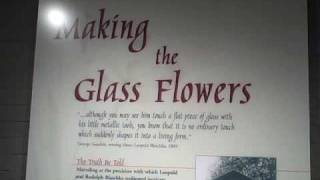 harvard museum of natural history glass flowers exhibit