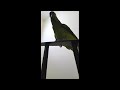 Amazing Amazon parrot