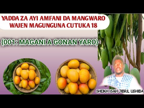 001 MAGANI A GONAR YARO  MAGUNGUNA 18 DA AKE YI DA ICEN MANGWARO