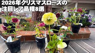 クマちゃん㉖-23㉖-43クリスマスローズ 希少なクリスマスローズのレア品種たち【園芸】【ガーデニング】 - YouTube