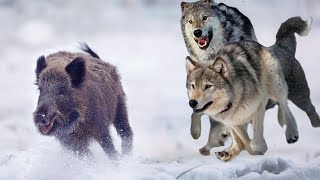 Этот Волк Был Обречен!!! Редкие Сражения Животных , Снятые на Камеру!
