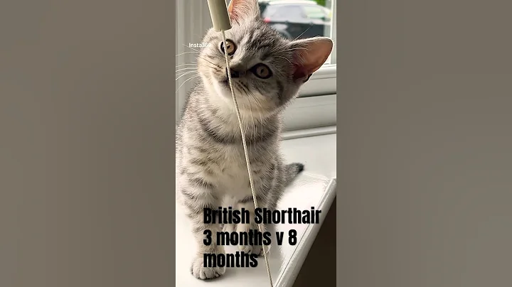 Watch the video about “British Shorthair Kitten