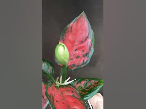 Аглаонема Ред Циркон. Цветение Аглаонемы - YouTube