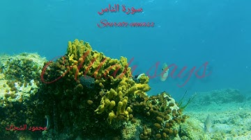 سورة الناس sourate ennass محمود الشحات