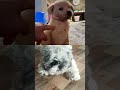 #cute #dog#viral #puppy #dogshorts #trending #pets #youtubeshorts #shortsfeed #