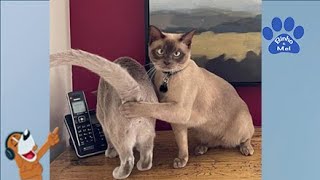 Os video mais engraçados de gatos