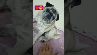 .I Am Kittu The Great Pug Kindly Subscribe Me