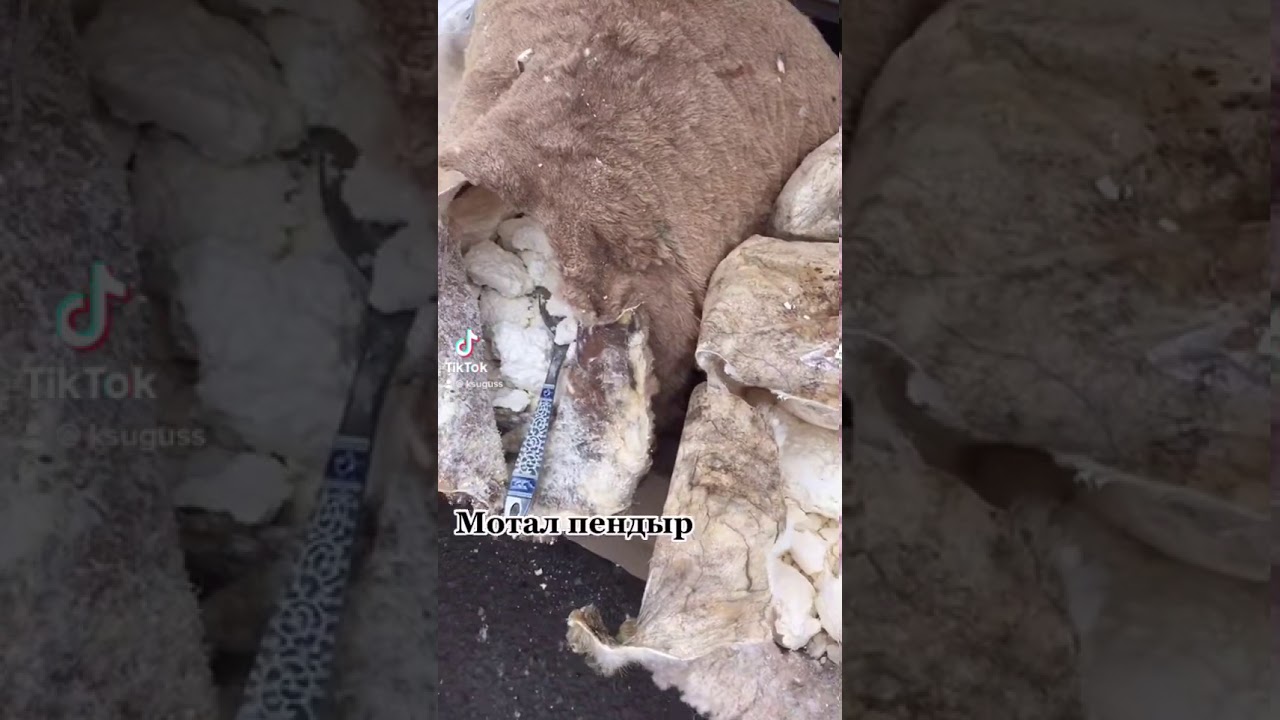 Мотал Пендыр Азербайджанский сыр - YouTube