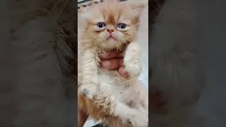 Persian kitten playing 🐈😺 #shorts #catlover #pets by persian cat Gujranwala 146 views 2 months ago 1 minute, 1 second