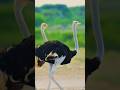 “Amazing Facts About Birds#AmazingFacts #FunFacts #Trending.    #Knowledge #DailyFacts