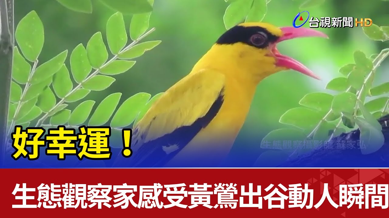 好幸運!生態觀察家感受黃鶯出谷動人瞬間 - YouTube