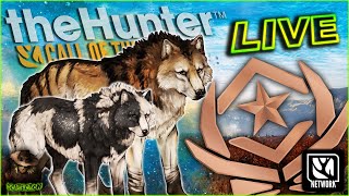 Hunting For The Great One Gray Wolf! The Hunter Call of the wild #earlyaccess #theHunterNetwork