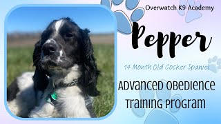 Pepper | 14 Month Old Cocker Spaniel | Advanced Obedience Board N Train Program | Manners Training | by OverWatch K9 Academy Columbus 73 views 1 month ago 8 minutes, 20 seconds