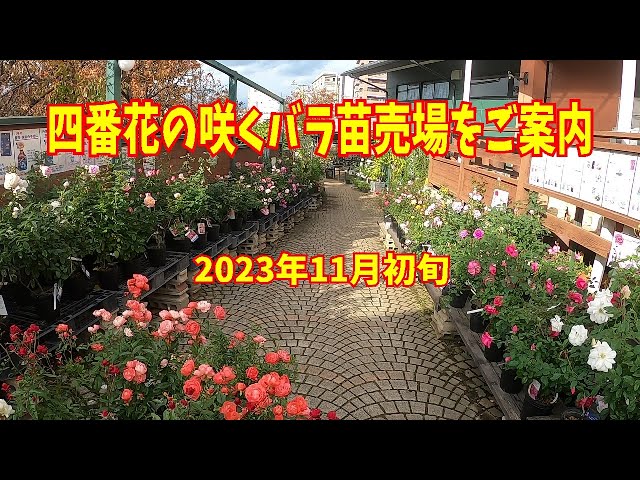 四番花の咲くバラ苗売場をご案内【四季咲きバラ･ハイブリッドティ･フロリバンダ･シュラブ】