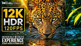 Experience 12K HDR Dolby Vision wildlife - Perfect to test your TV or smartphone in 120fps