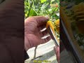 Effortless grape thinning tools🍇✂️#tools #Fruit thinning#high yield