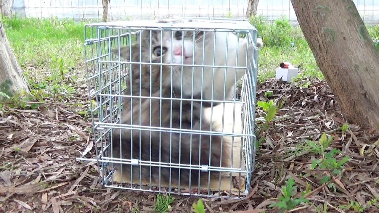 【閲覧注意】裏庭のボス猫捕獲の瞬間、捕獲器カメラ映像ノーカット 【野良猫ボス吉の記録】
