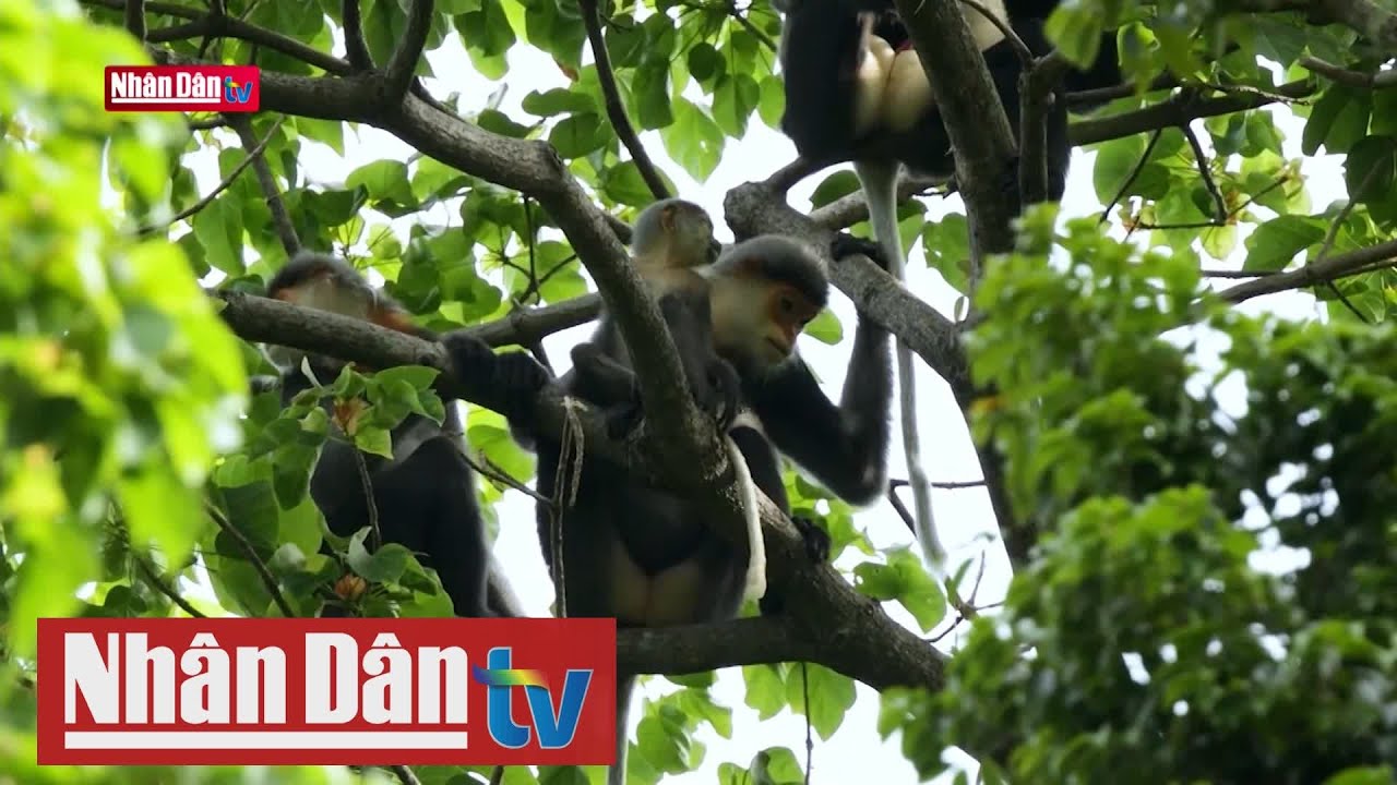 Chung tay bảo vệ Voọc Chà Vá chân xám tại Quảng Nam - YouTube