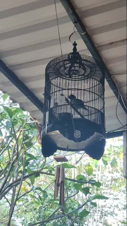 Burung Samyong suara kencang #burung #samyong
